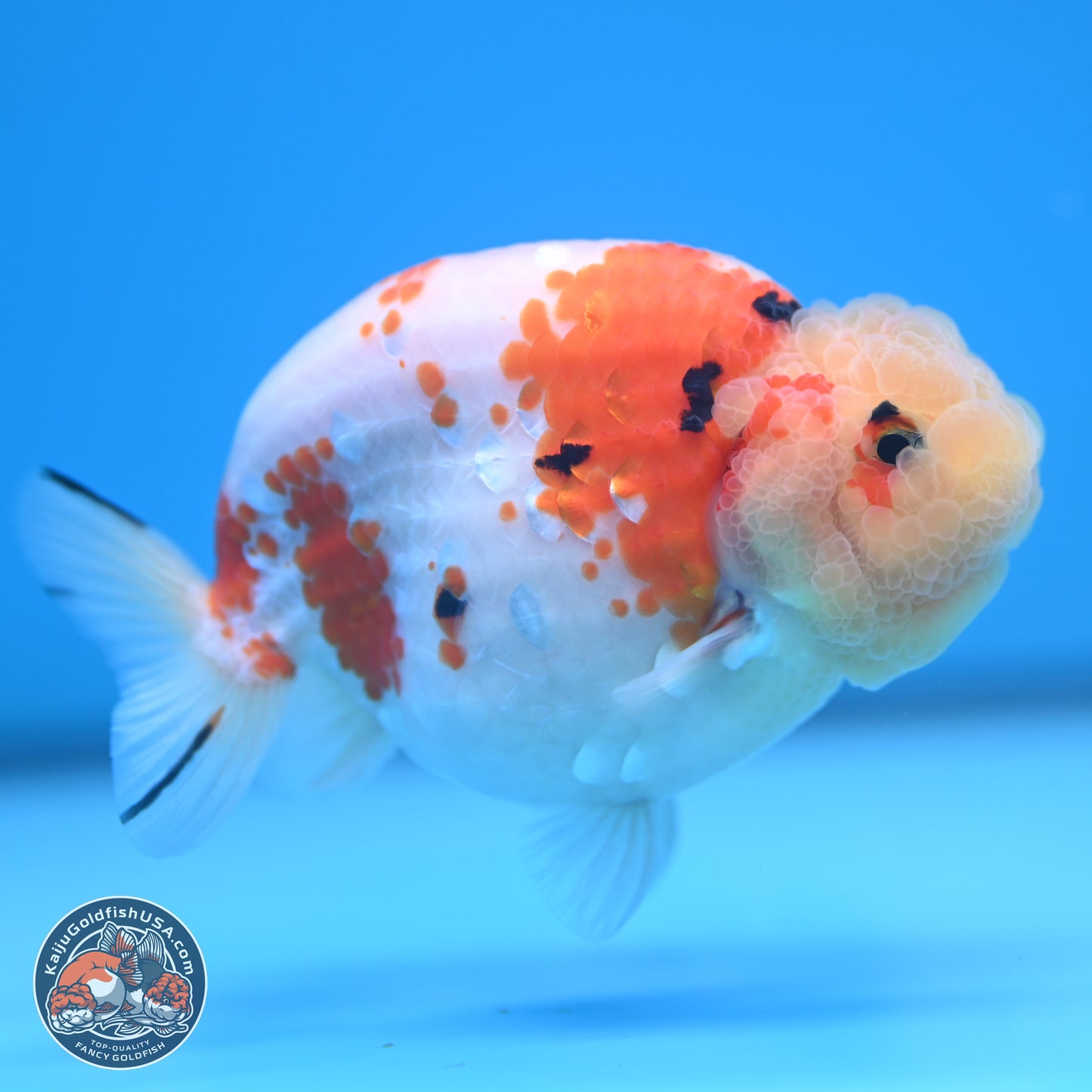 Tricolor Sakura Ranchu 4.5 inches (241025_RC07) - Kaiju Goldfish USA