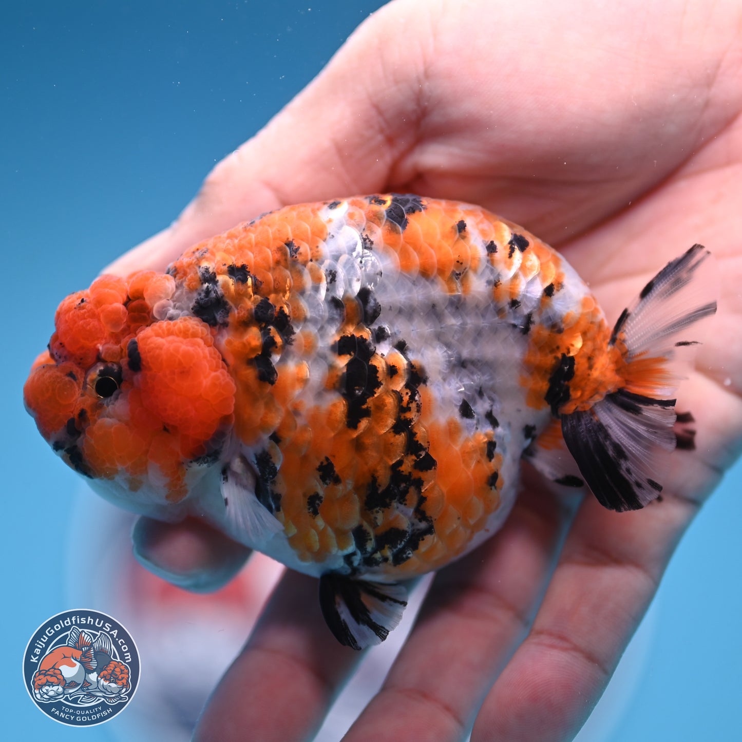 Tricolor Sakura Ranchu 3.75 inches Body - Female (241227_RC07)