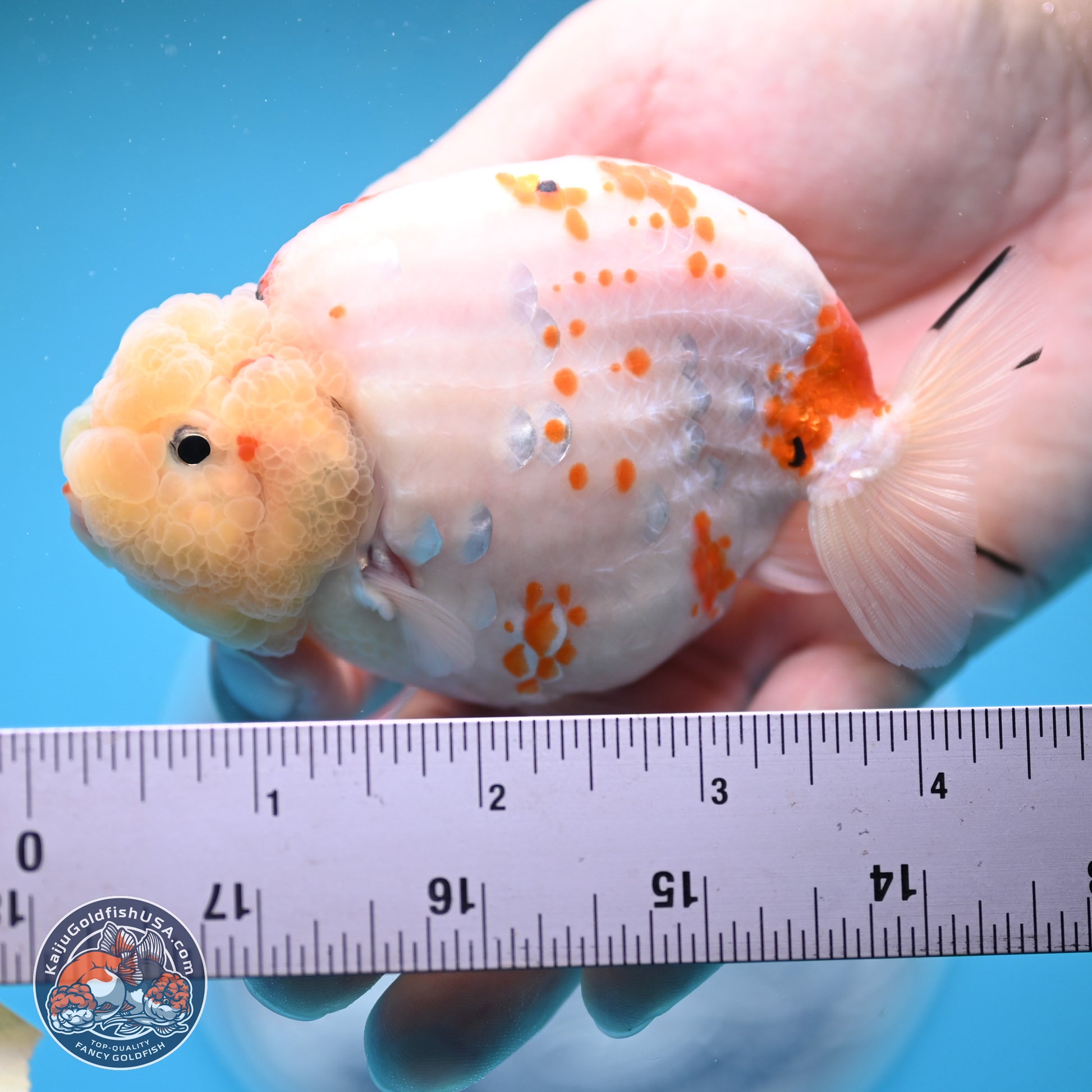 Tricolor Sakura Ranchu 4.5 inches (241025_RC07) - Kaiju Goldfish USA