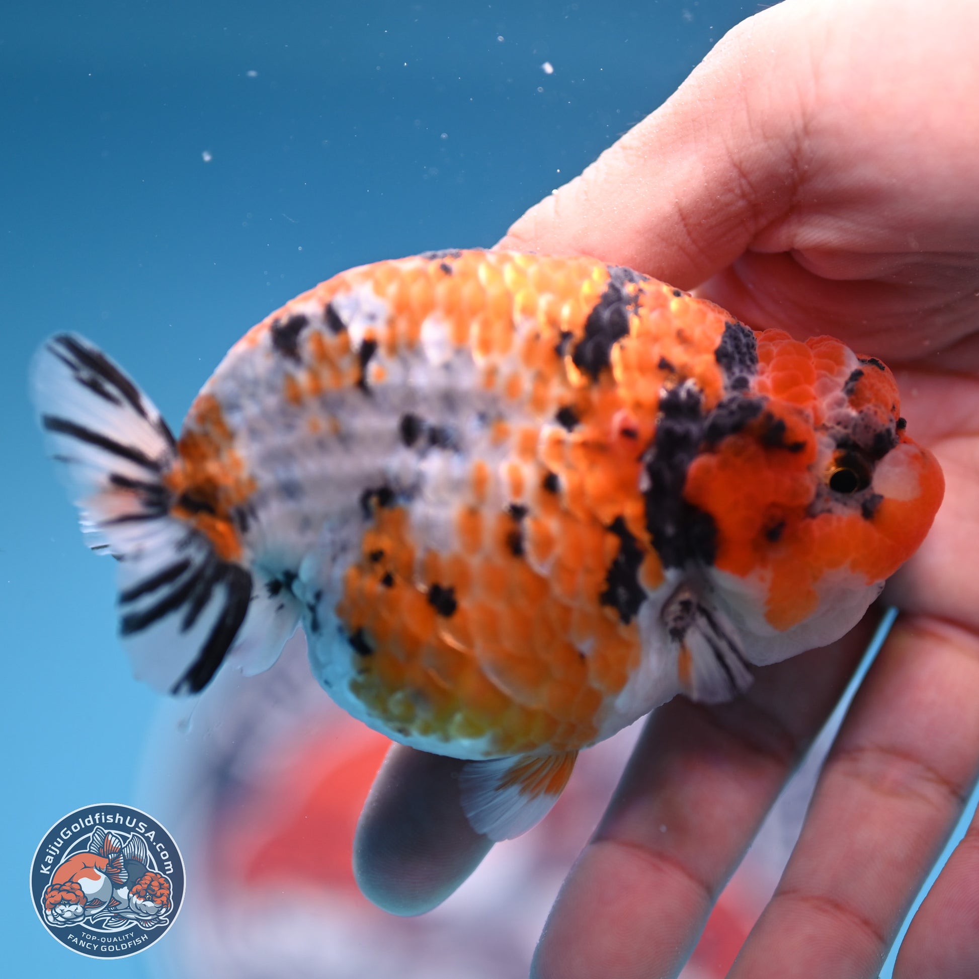 Tricolor Sakura Ranchu 3.75 inches Body - Female (241227_RC07) - Kaiju Goldfish USA