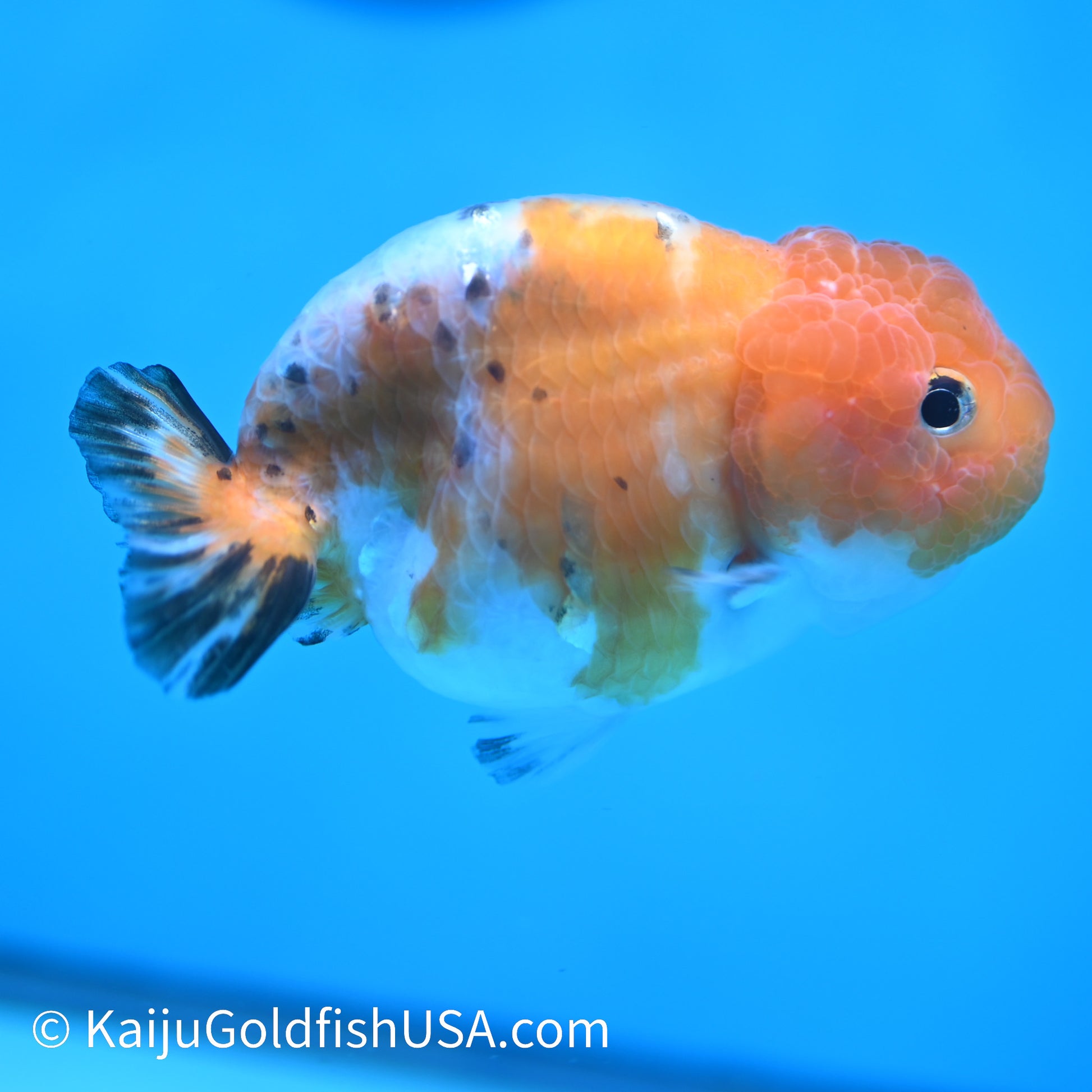 Calico Ranchu 4 inches (240412_RC07) - Kaiju Goldfish USA