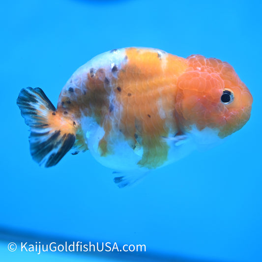 Calico Ranchu 4 inches (240412_RC07) - Kaiju Goldfish USA