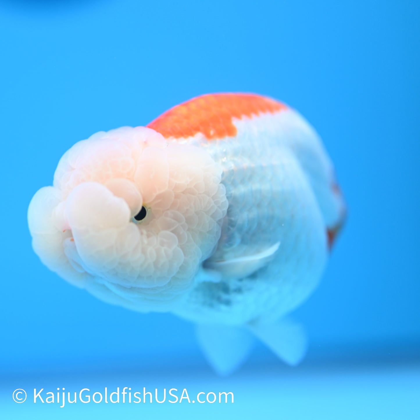 Lemon Head Red White Buffalo Ranchu 4.5 - 5 inches (240301_RC07) - Kaiju Goldfish USA