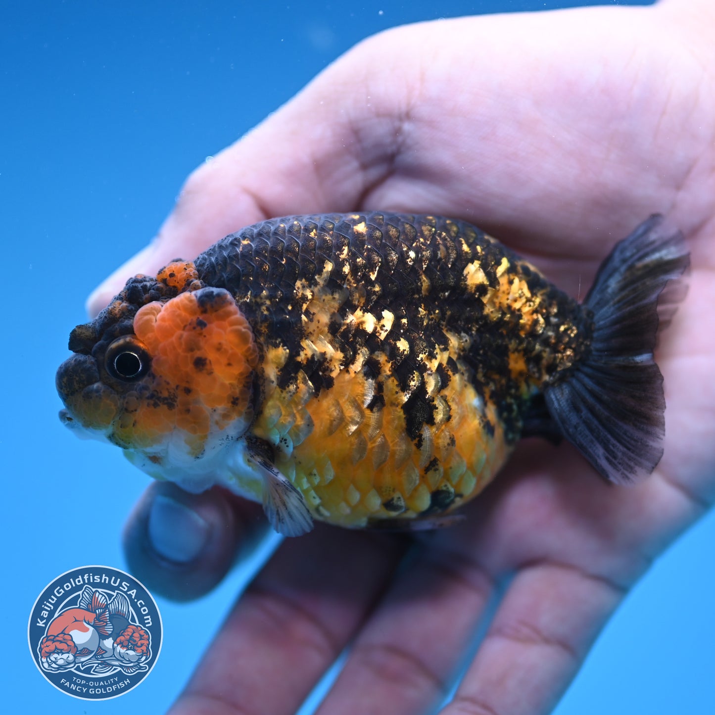 Tiger Ranchu 3.5 inch Body (250905_RC07)