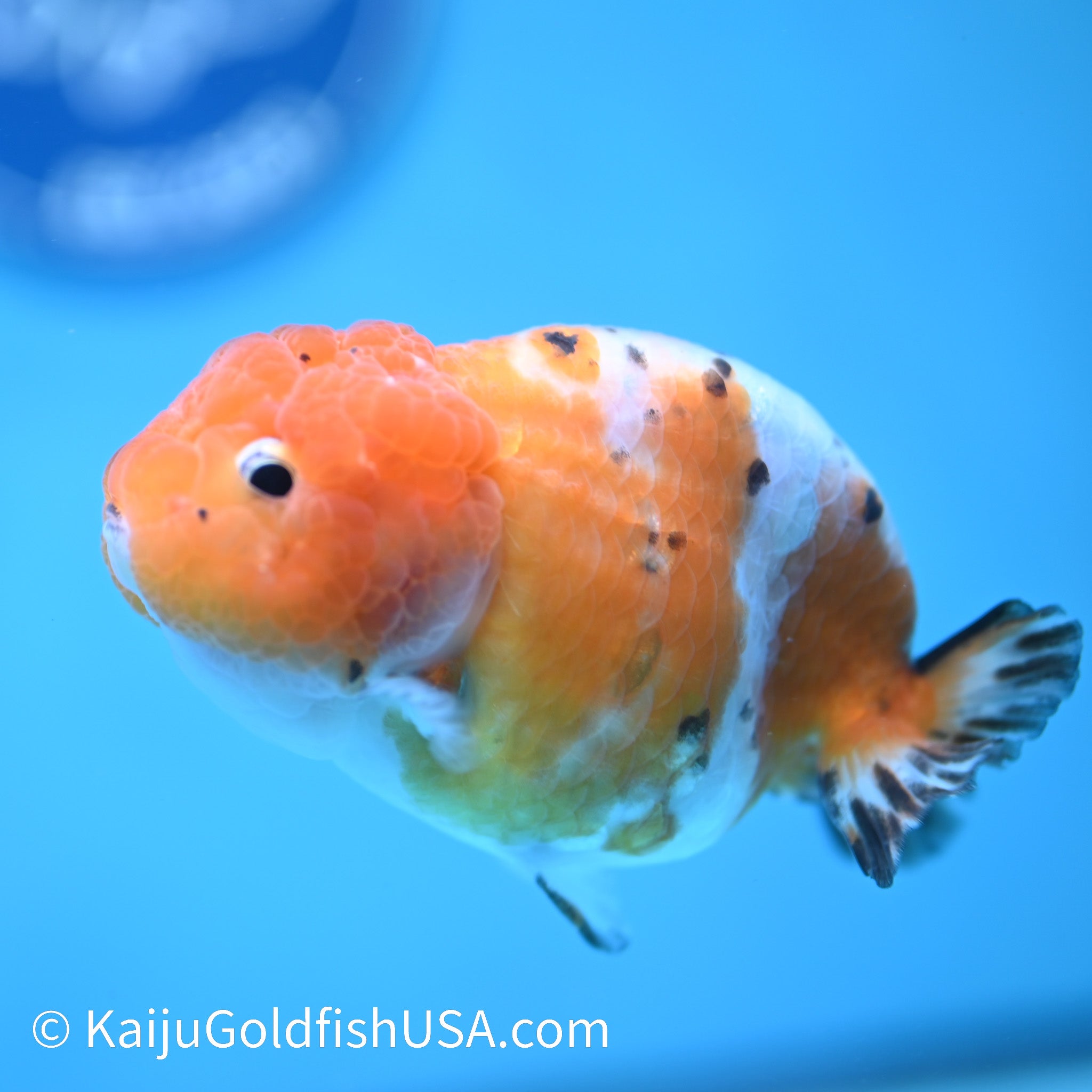 Calico Ranchu Goldfish for Sale - Kaiju Goldfish USA