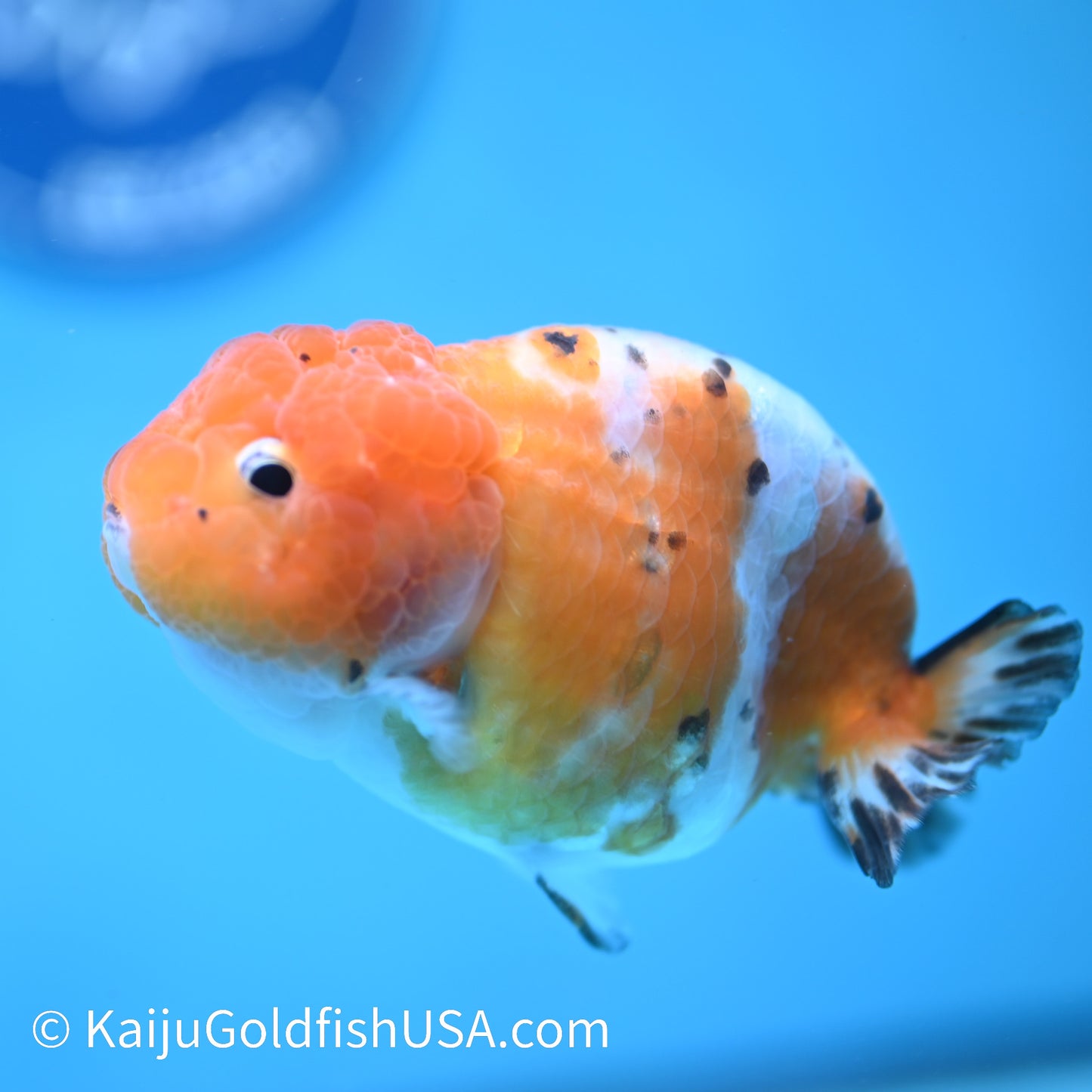 Calico Ranchu 4 inches (240412_RC07) - Kaiju Goldfish USA