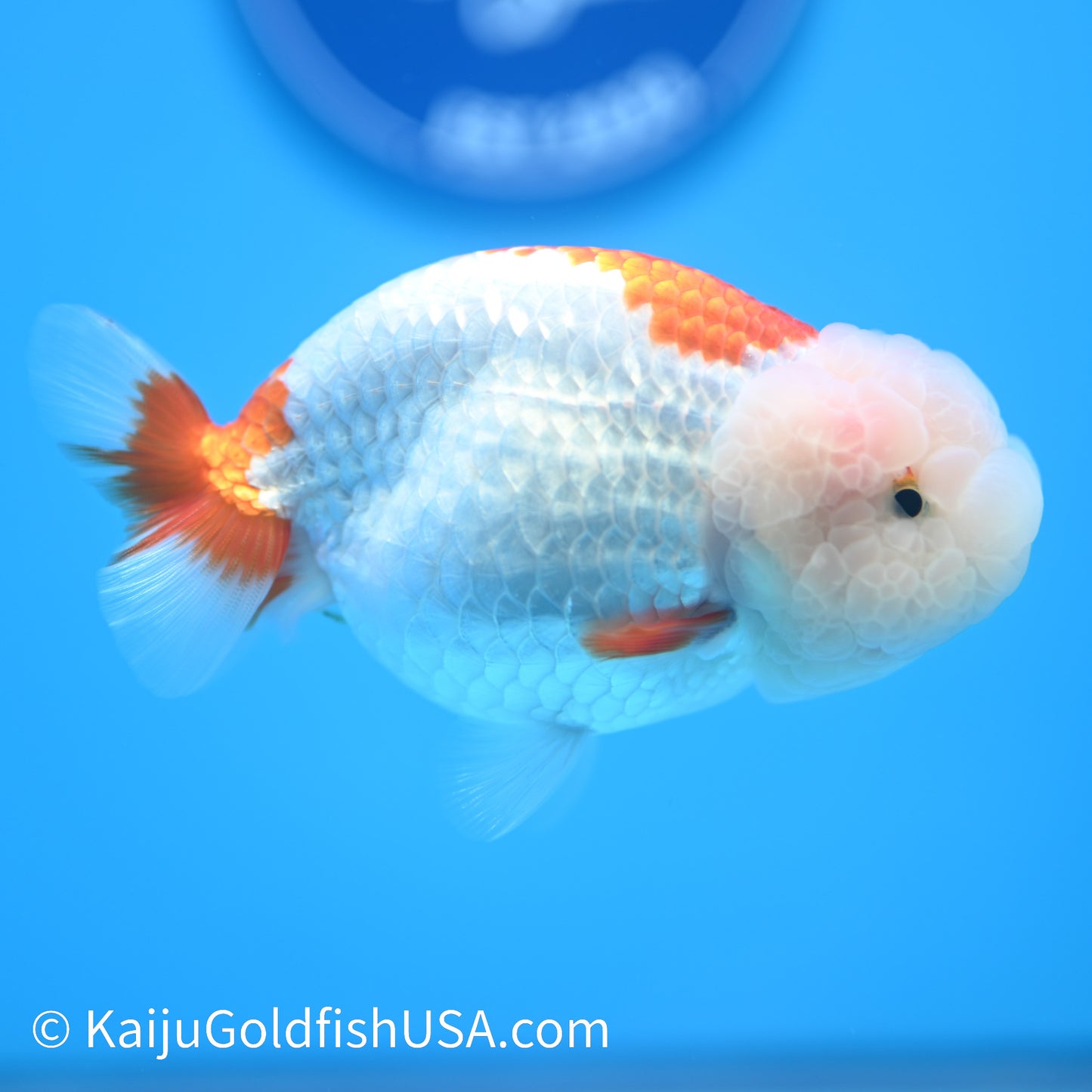 Lemon Head Red White Buffalo Ranchu 4.5 - 5 inches (240301_RC07) - Kaiju Goldfish USA