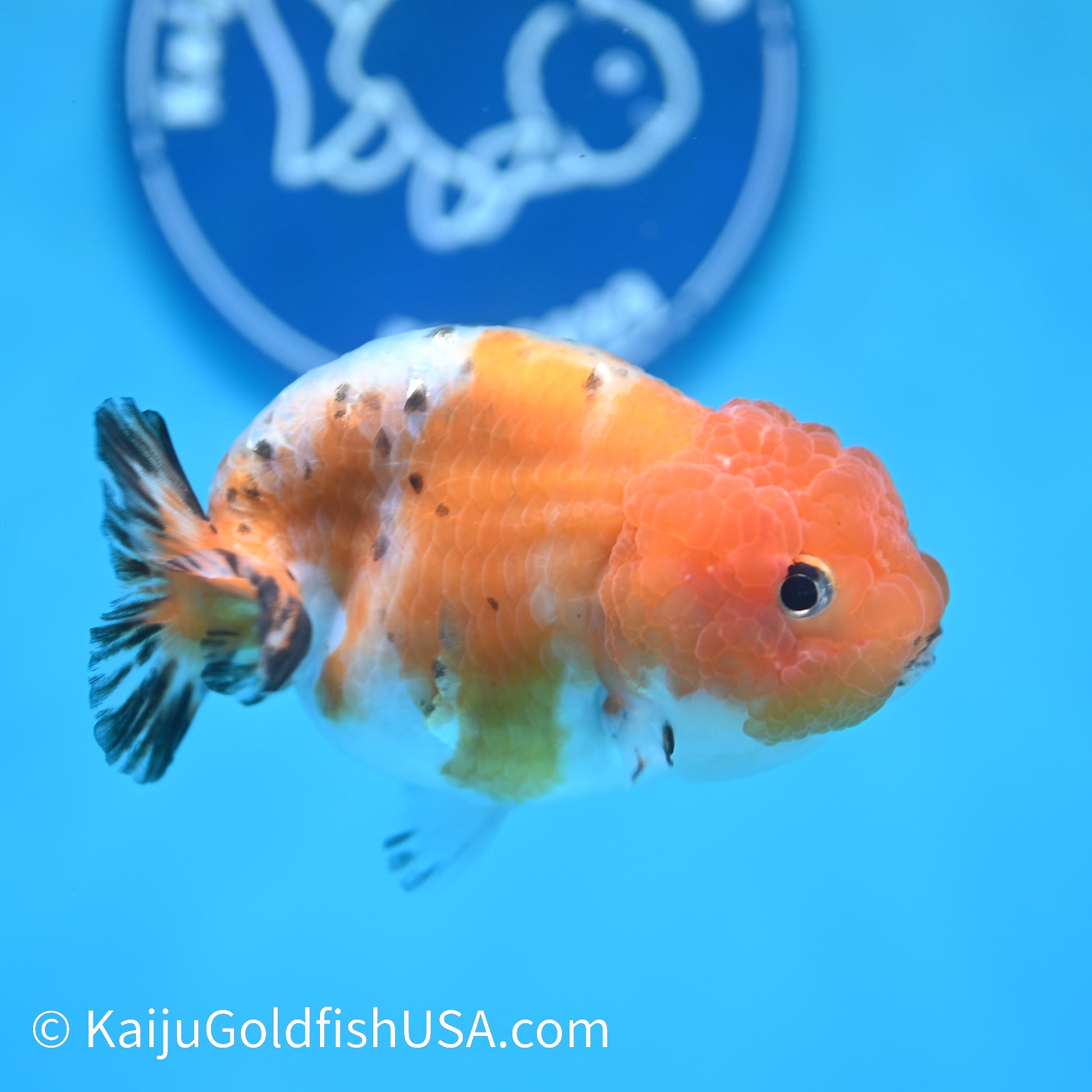 Calico Ranchu 4 inches (240412_RC07) - Kaiju Goldfish USA