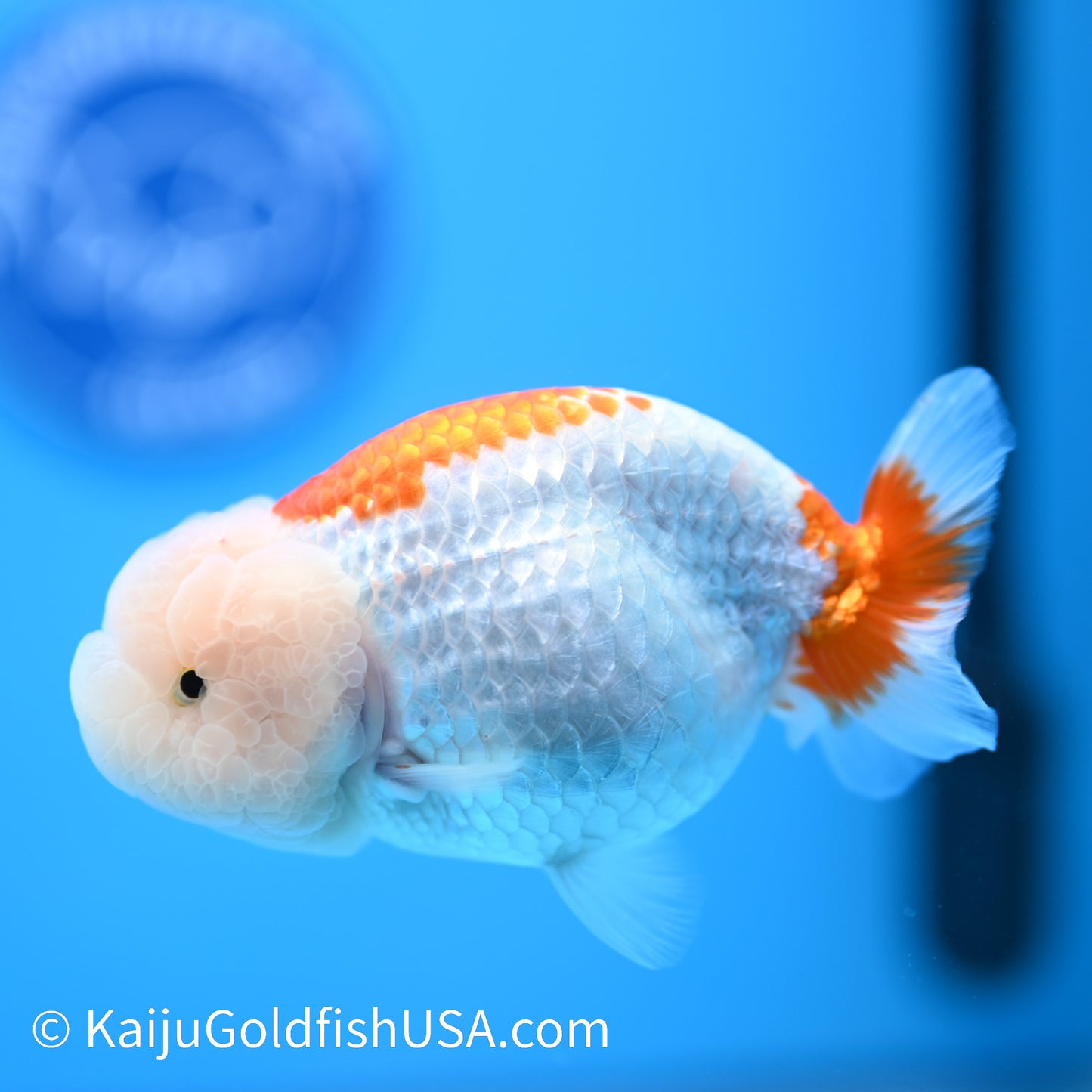 Lemon Head Red White Buffalo Ranchu 4.5 - 5 inches (240301_RC07) - Kaiju Goldfish USA