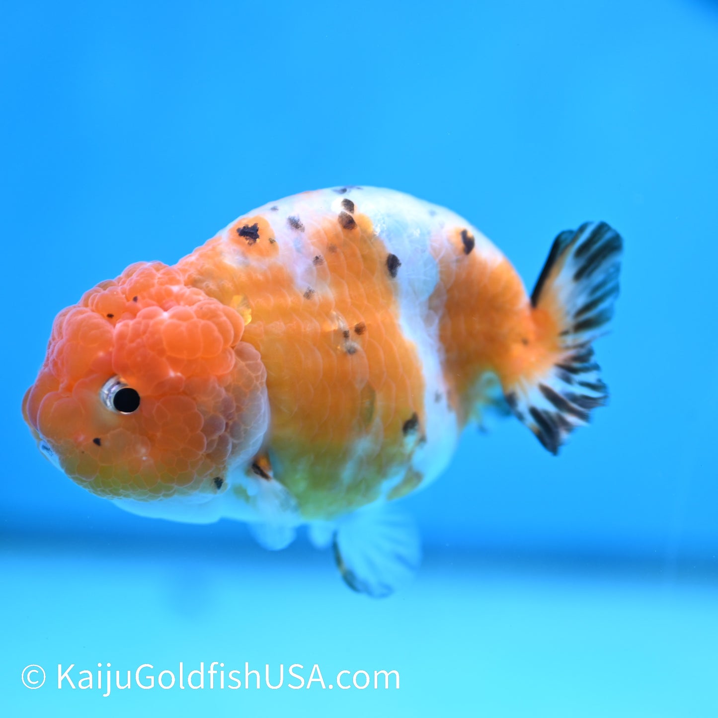 Calico Ranchu 4 inches (240412_RC07) - Kaiju Goldfish USA