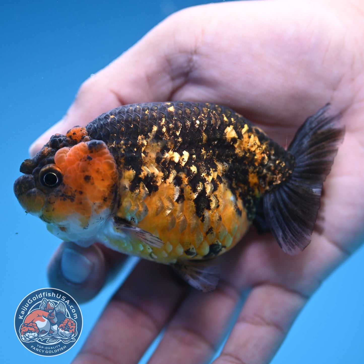 Tiger Ranchu 3.5 inch Body (250905_RC07)