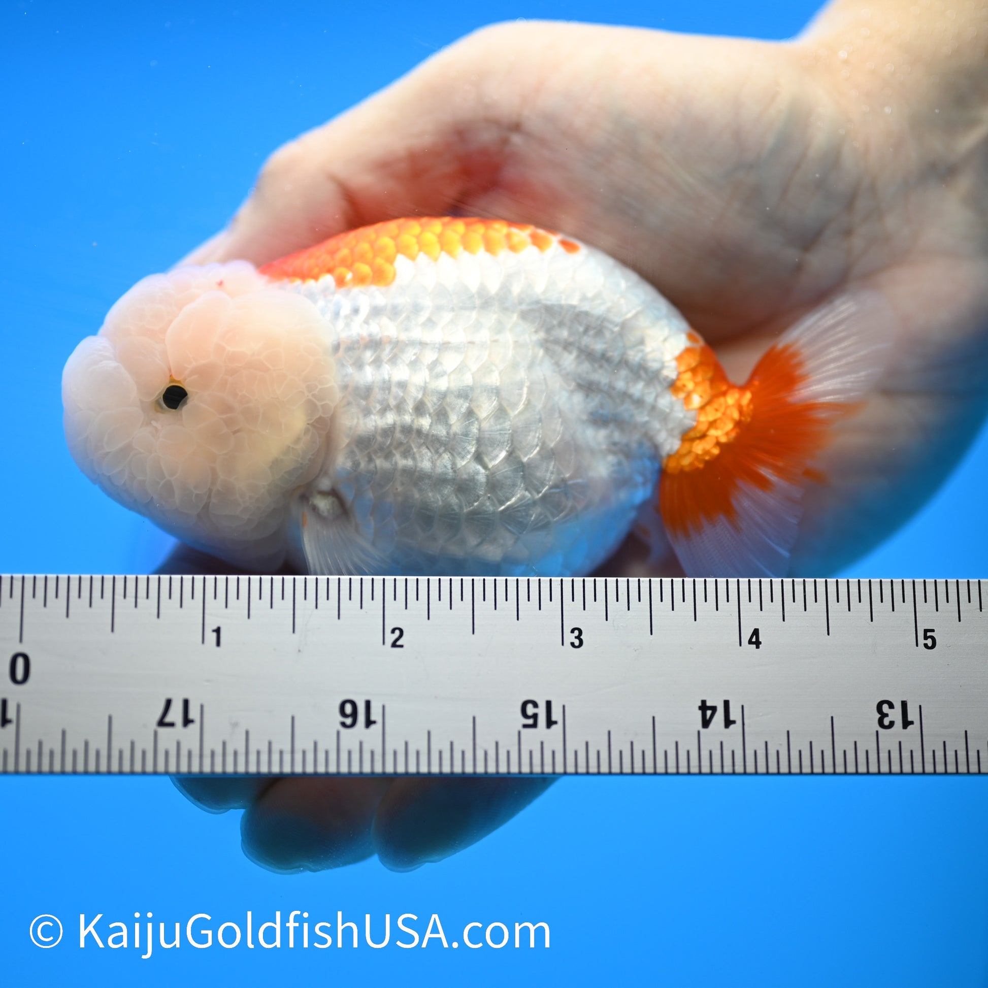 Lemon Head Red White Buffalo Ranchu 4.5 - 5 inches (240301_RC07) - Kaiju Goldfish USA