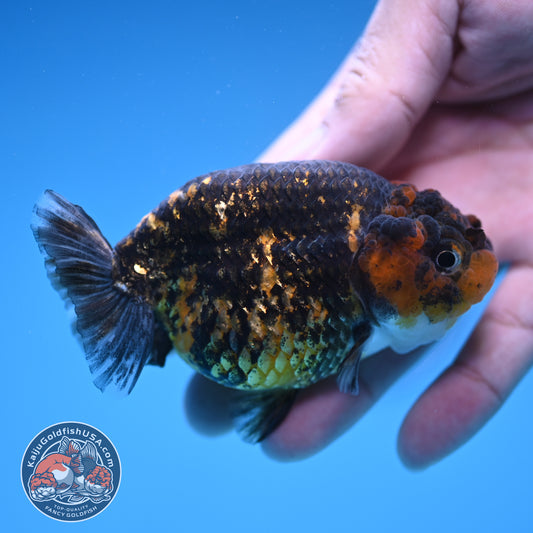Tiger Ranchu 3.5 inch Body (250905_RC07)