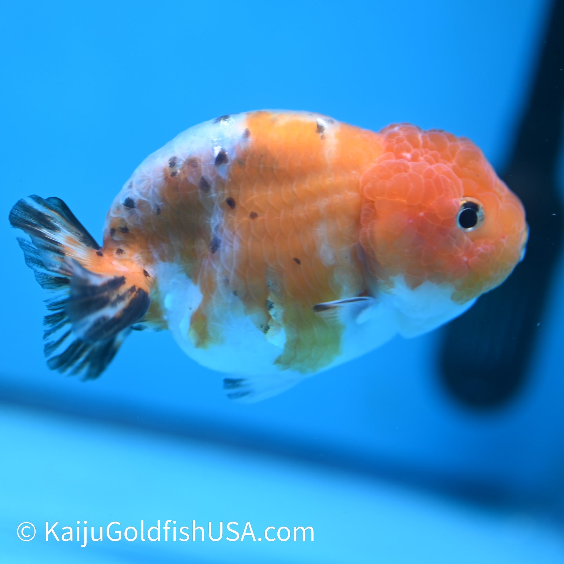 Calico Ranchu 4 inches (240412_RC07) - Kaiju Goldfish USA