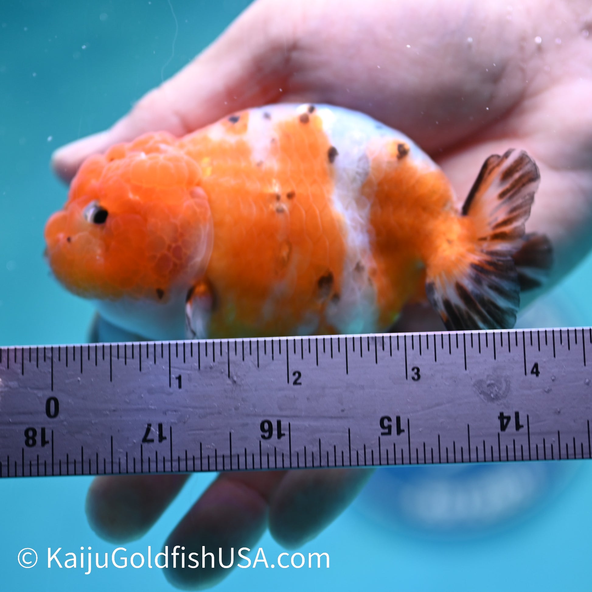 Calico Ranchu 4 inches (240412_RC07) - Kaiju Goldfish USA