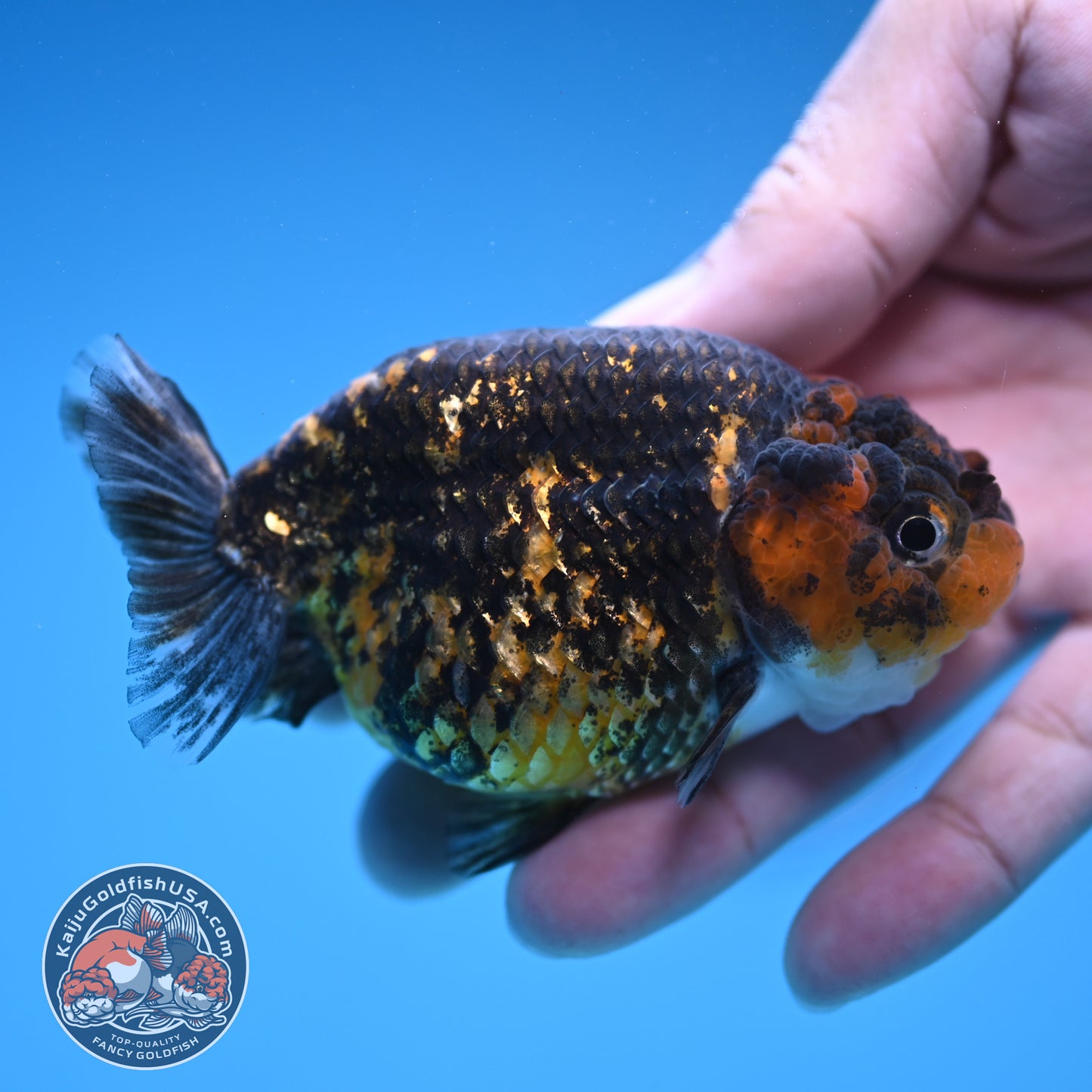 Tiger Ranchu 3.5 inch Body (250905_RC07)