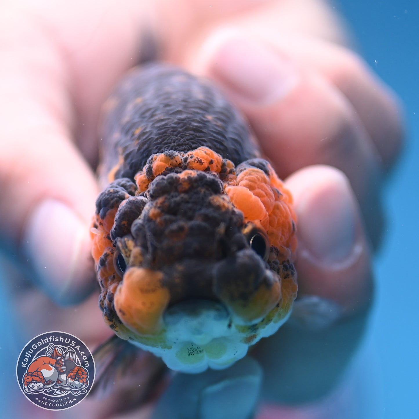 Tiger Ranchu 3.5 inch Body (250905_RC07)