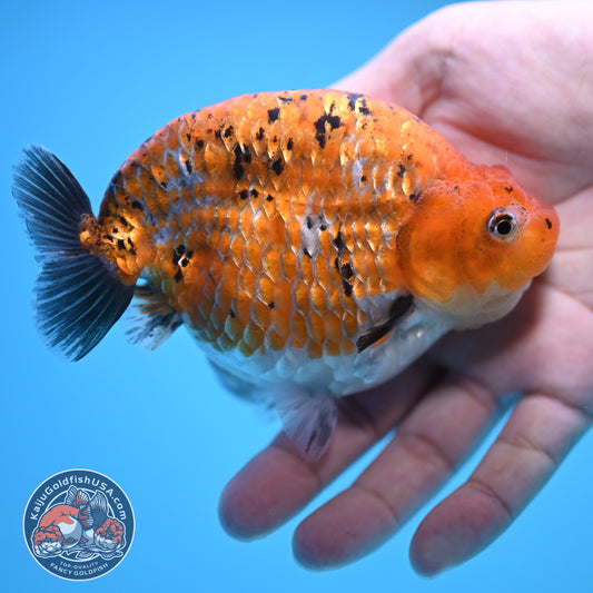 Sparkling Gold Coin Ranchu 5 inch Body (250815_RC07)