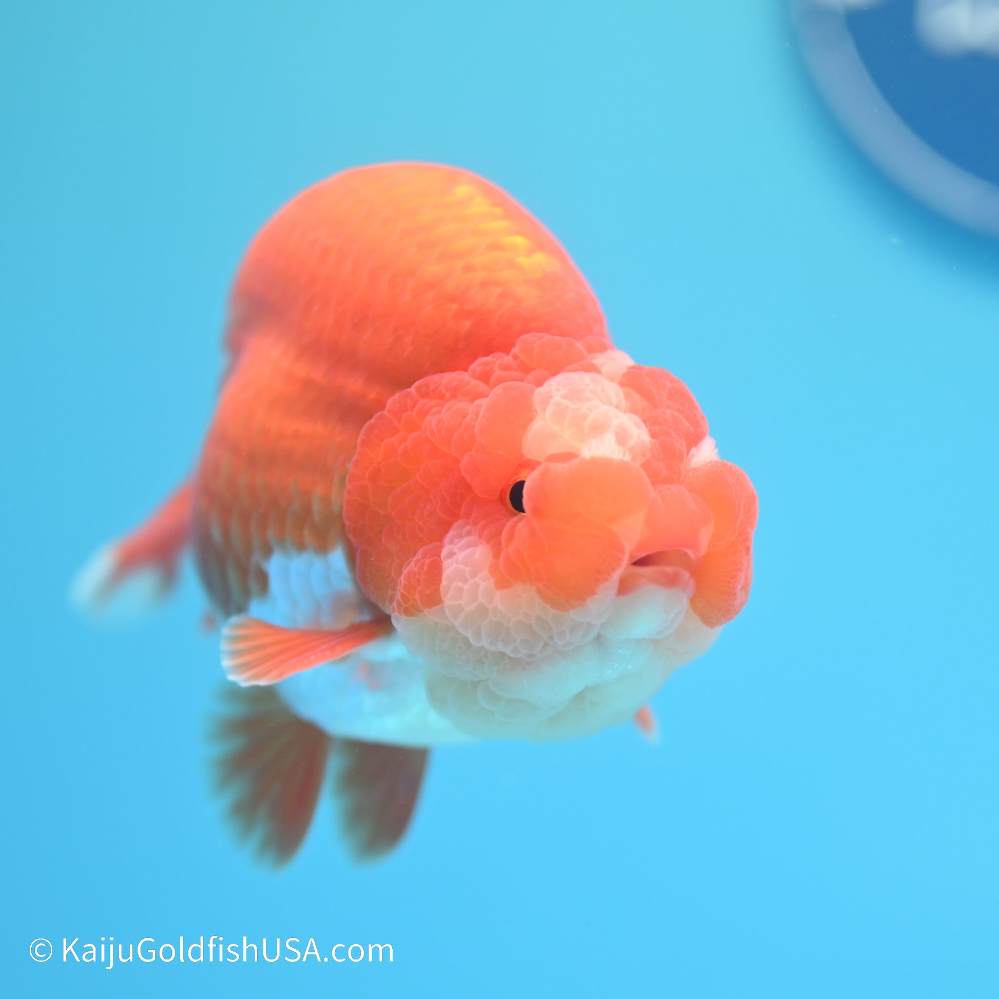 Jade Seal Red White Buffalo Ranchu 5 inches (240517_RC07) - Kaiju Goldfish USA