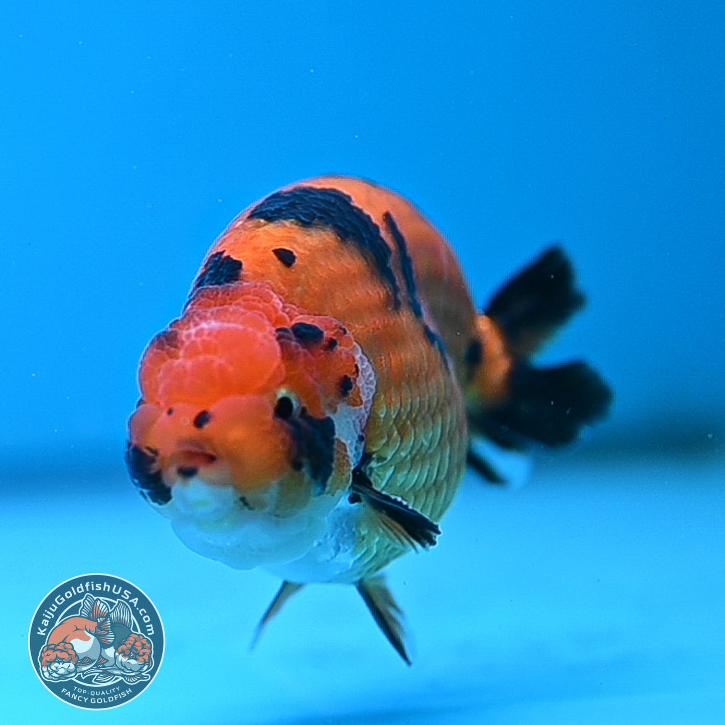 Tiger Ranchu 4.25 inches Body (250502_RC07)
