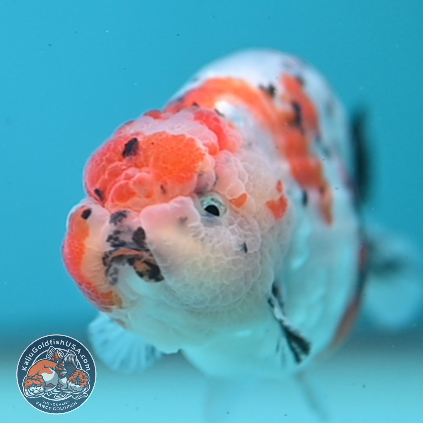 Tricolor Ranchu 3.5 inch Body (251003_RC07)