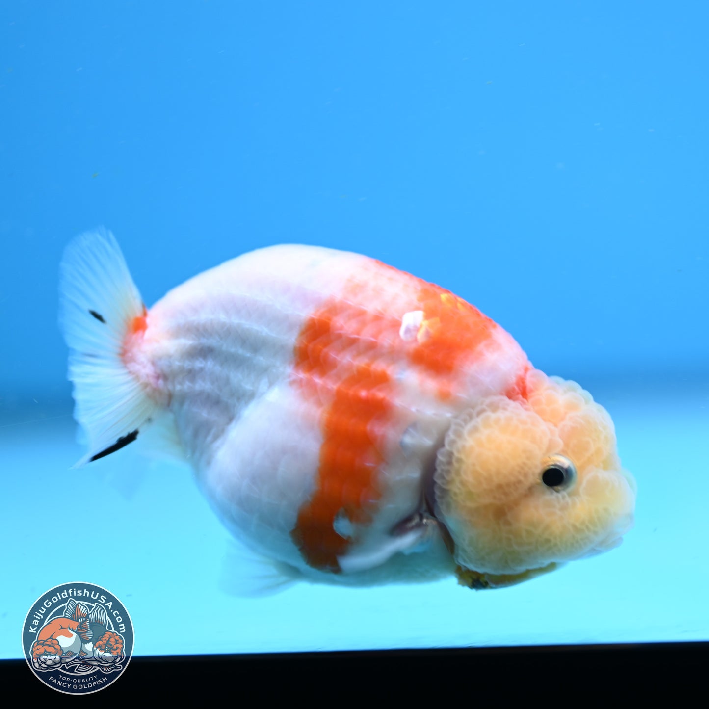 Tricolor Sakura Ranchu 3.5in Body (240823_OR07) - Kaiju Goldfish USA