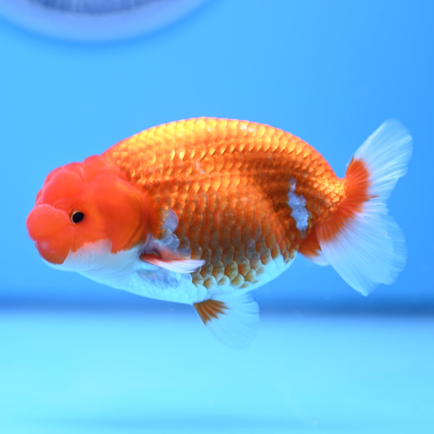 Red White Buffalo Ranchu 4in Body (240704_RC07) - Kaiju Goldfish USA