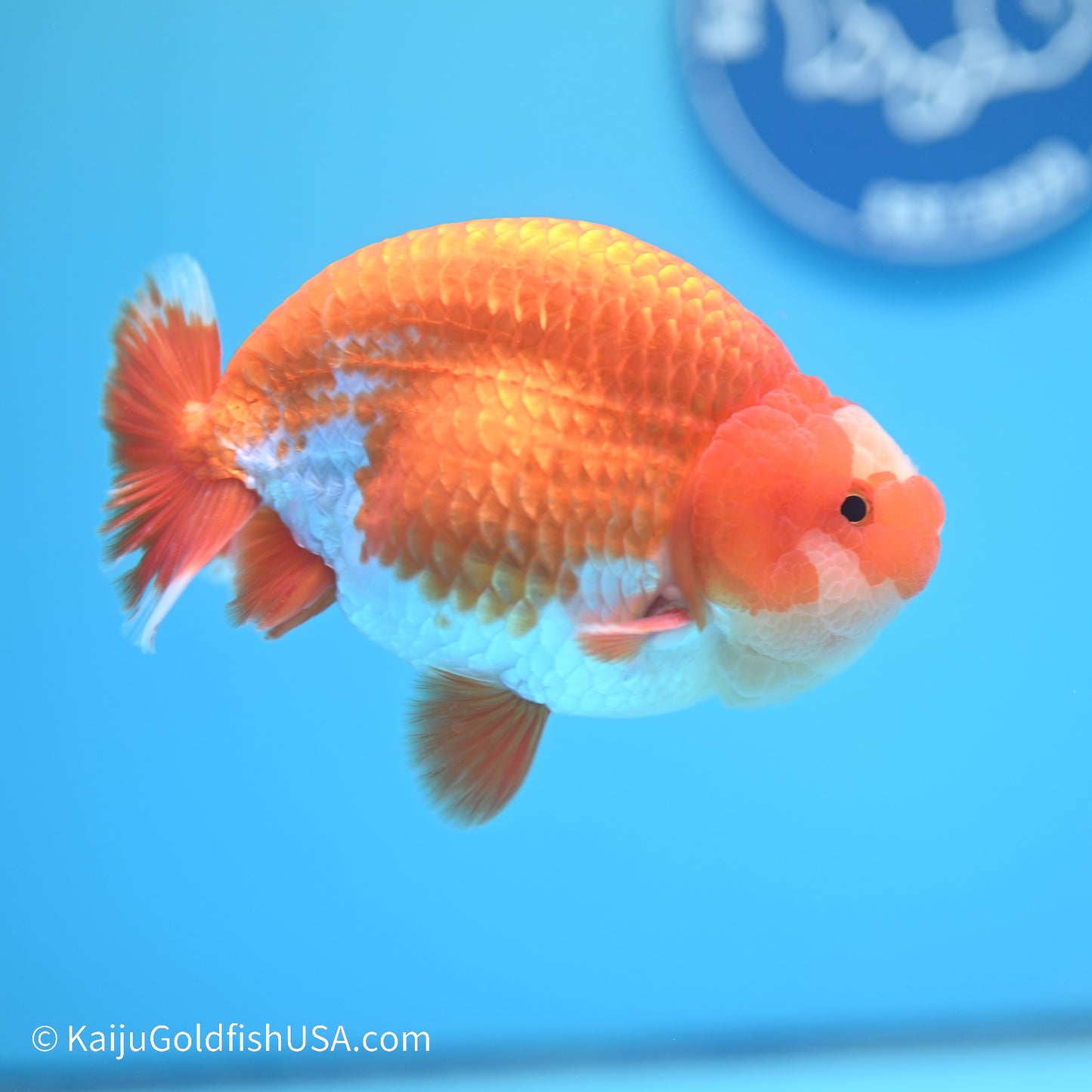 Jade Seal Red White Buffalo Ranchu 5 inches (240517_RC07) - Kaiju Goldfish USA