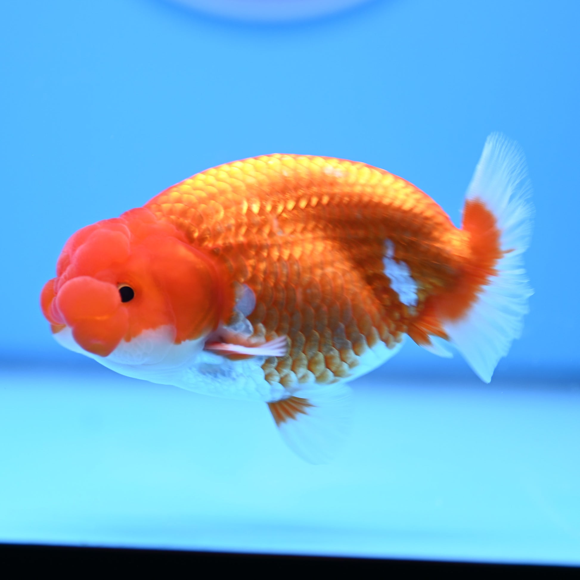 Red White Buffalo Ranchu 4in Body (240704_RC07) - Kaiju Goldfish USA