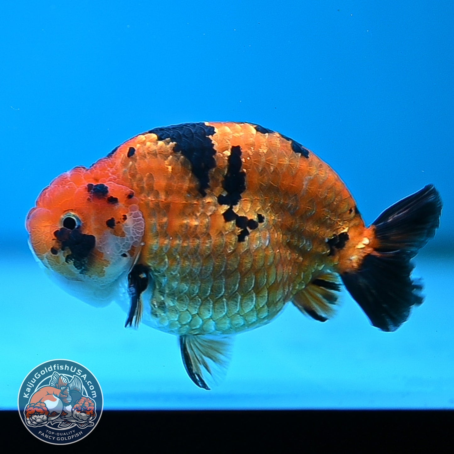 Tiger Ranchu 4.25 inches Body (250502_RC07)