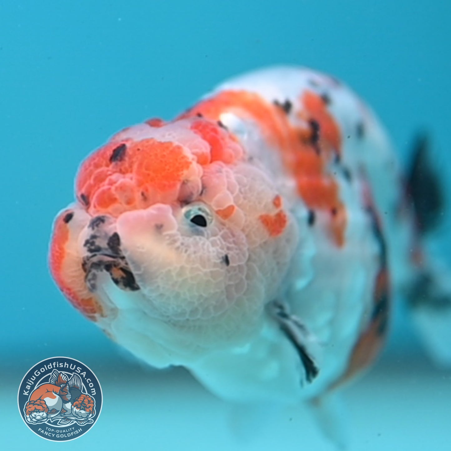 Tricolor Ranchu 3.5 inch Body (251003_RC07)