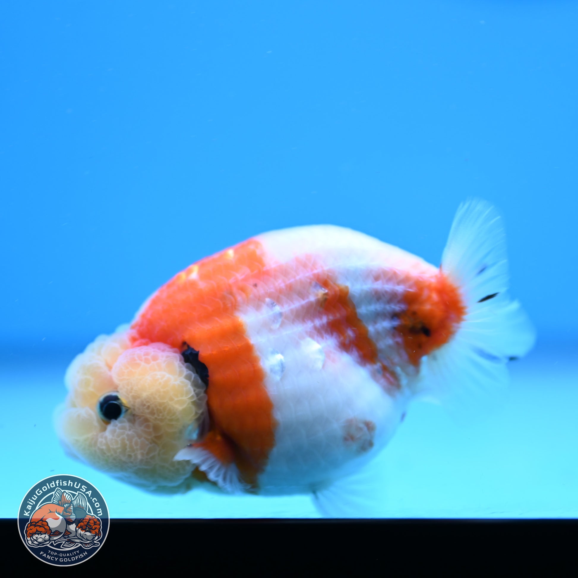 Tricolor Sakura Ranchu 3.5in Body (240823_OR07) - Kaiju Goldfish USA