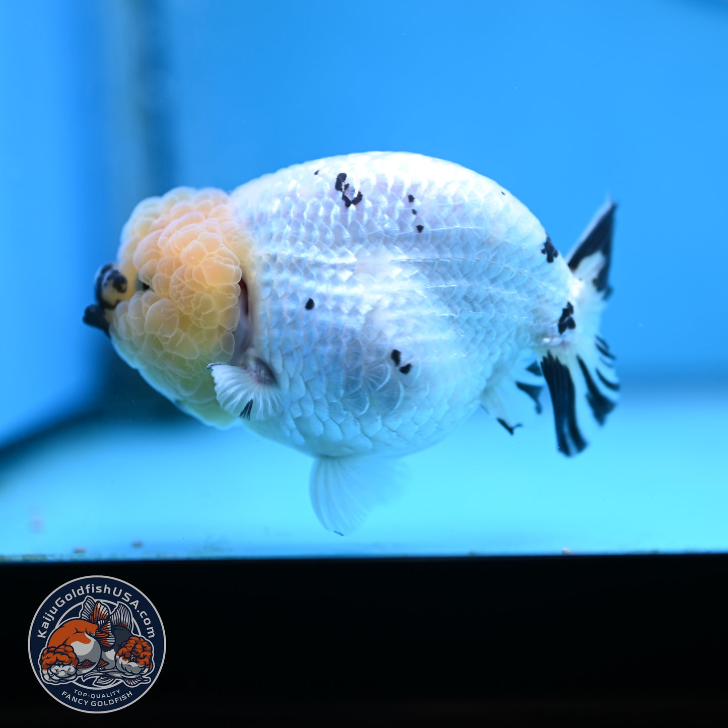 Panda Ranchu 4 inches Body (250516_RC07)