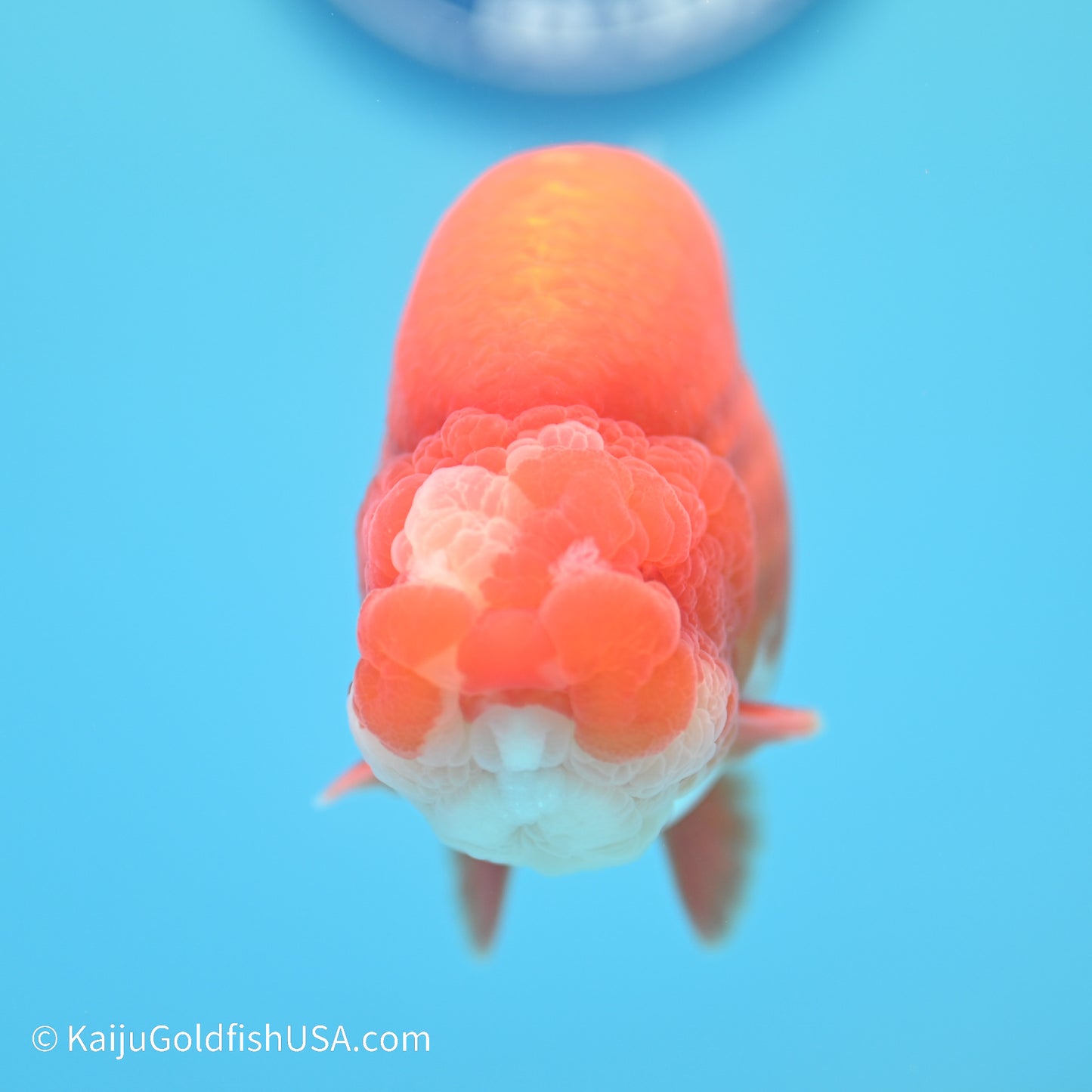 Jade Seal Red White Buffalo Ranchu 5 inches (240517_RC07) - Kaiju Goldfish USA