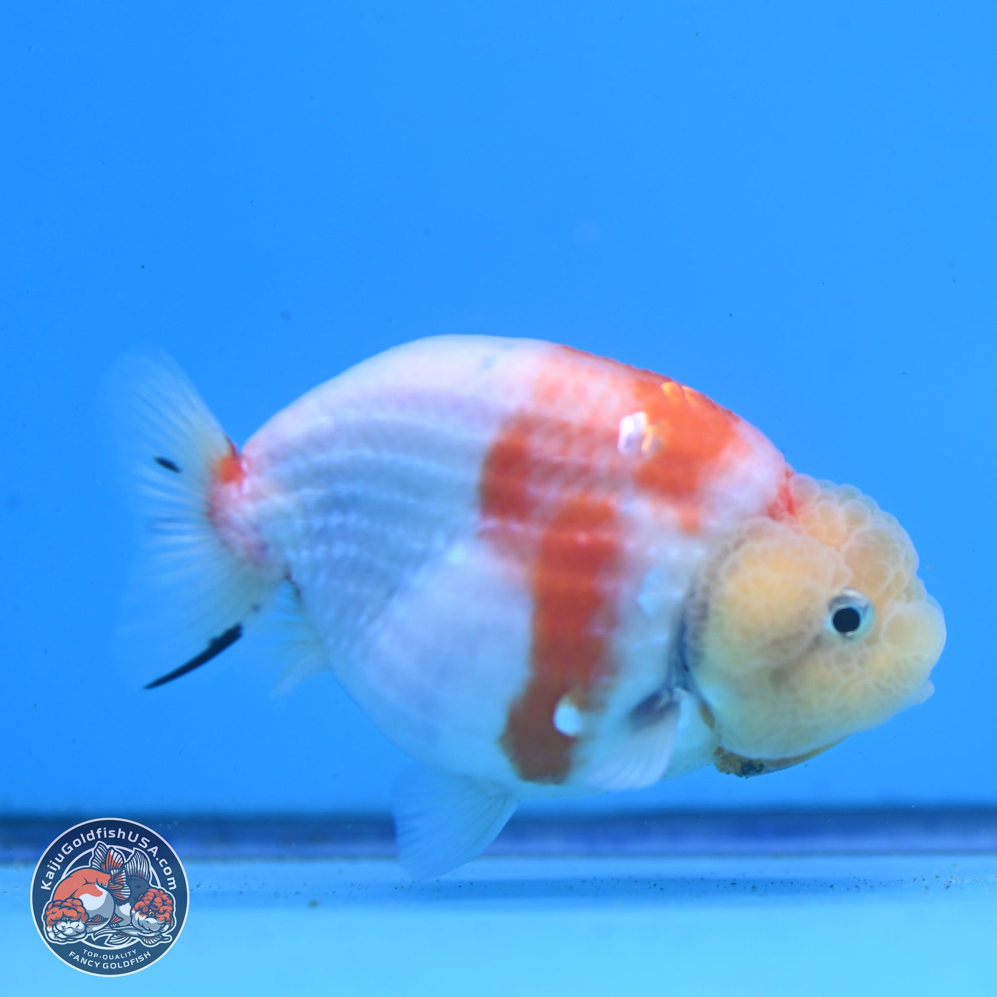 Tricolor Sakura Ranchu 3.5in Body (240823_OR07) - Kaiju Goldfish USA