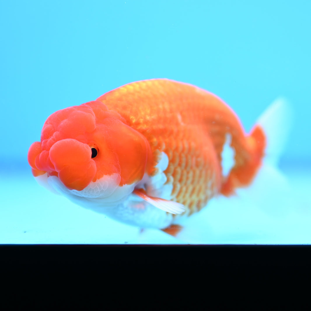 Ranchu – Kaiju Goldfish USA
