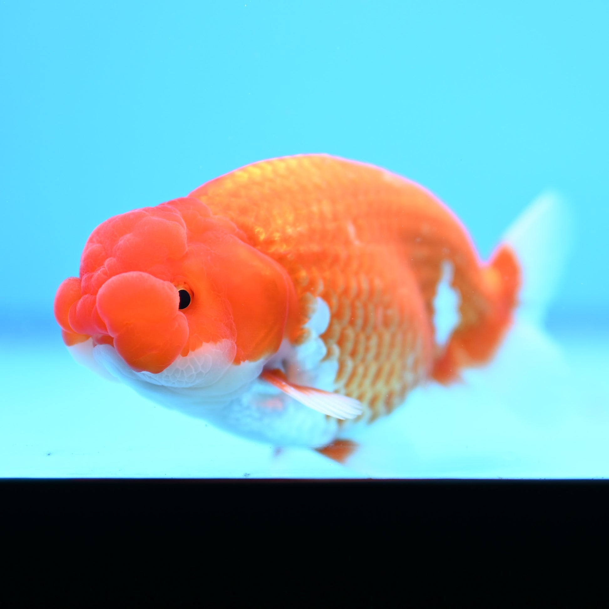 Red White Buffalo Ranchu 4in Body (240704_RC07) - Kaiju Goldfish USA