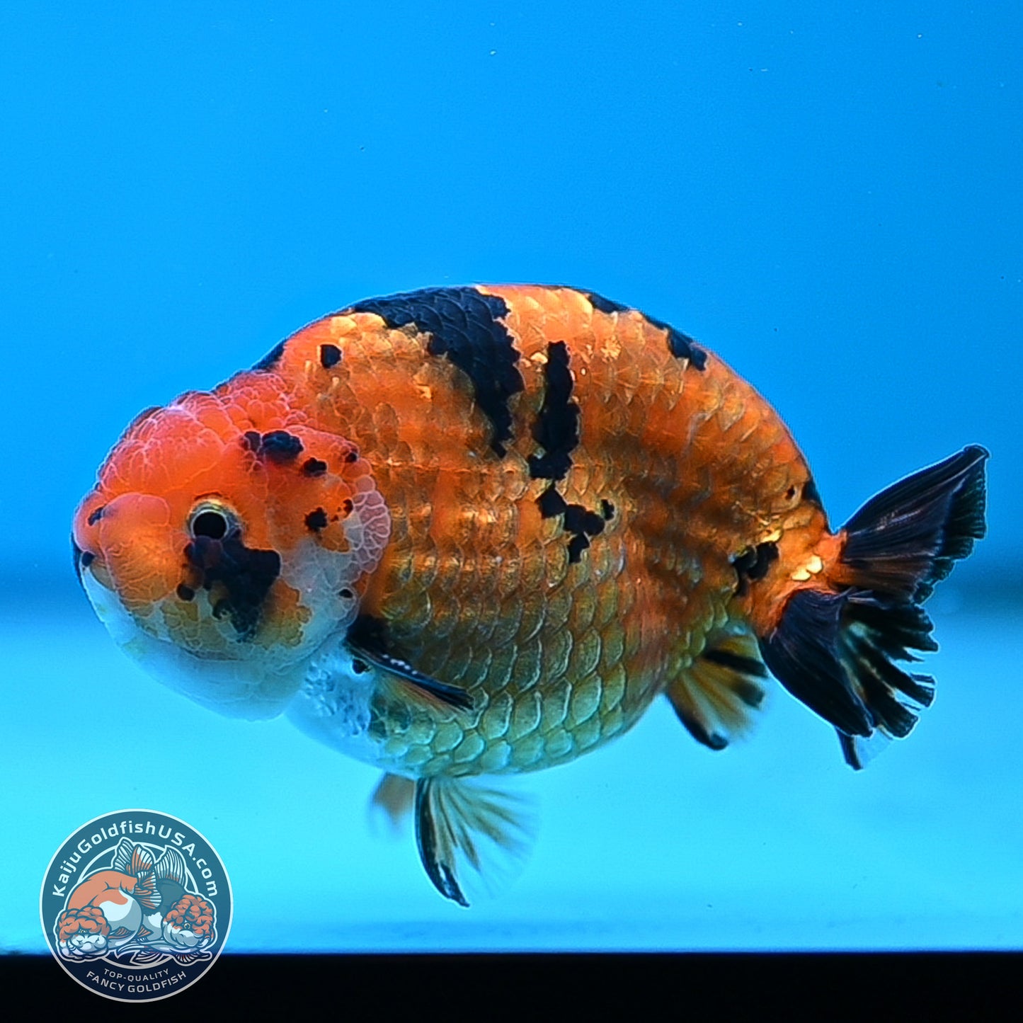 Tiger Ranchu 4.25 inches Body (250502_RC07)