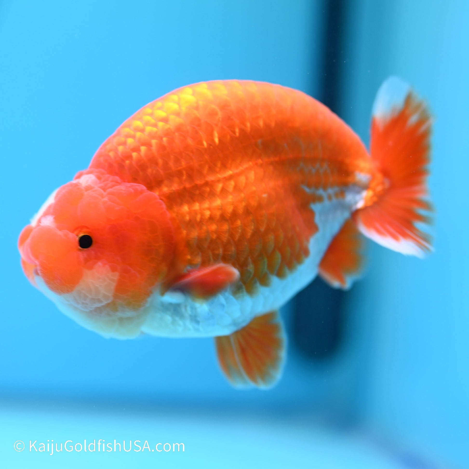 Jade Seal Red White Buffalo Ranchu 5 inches (240517_RC07) - Kaiju Goldfish USA