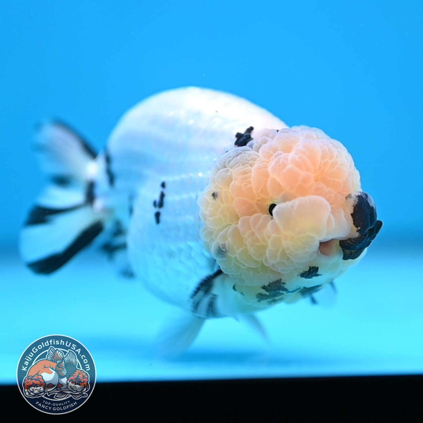 Panda Ranchu 4 inches Body (250516_RC07)