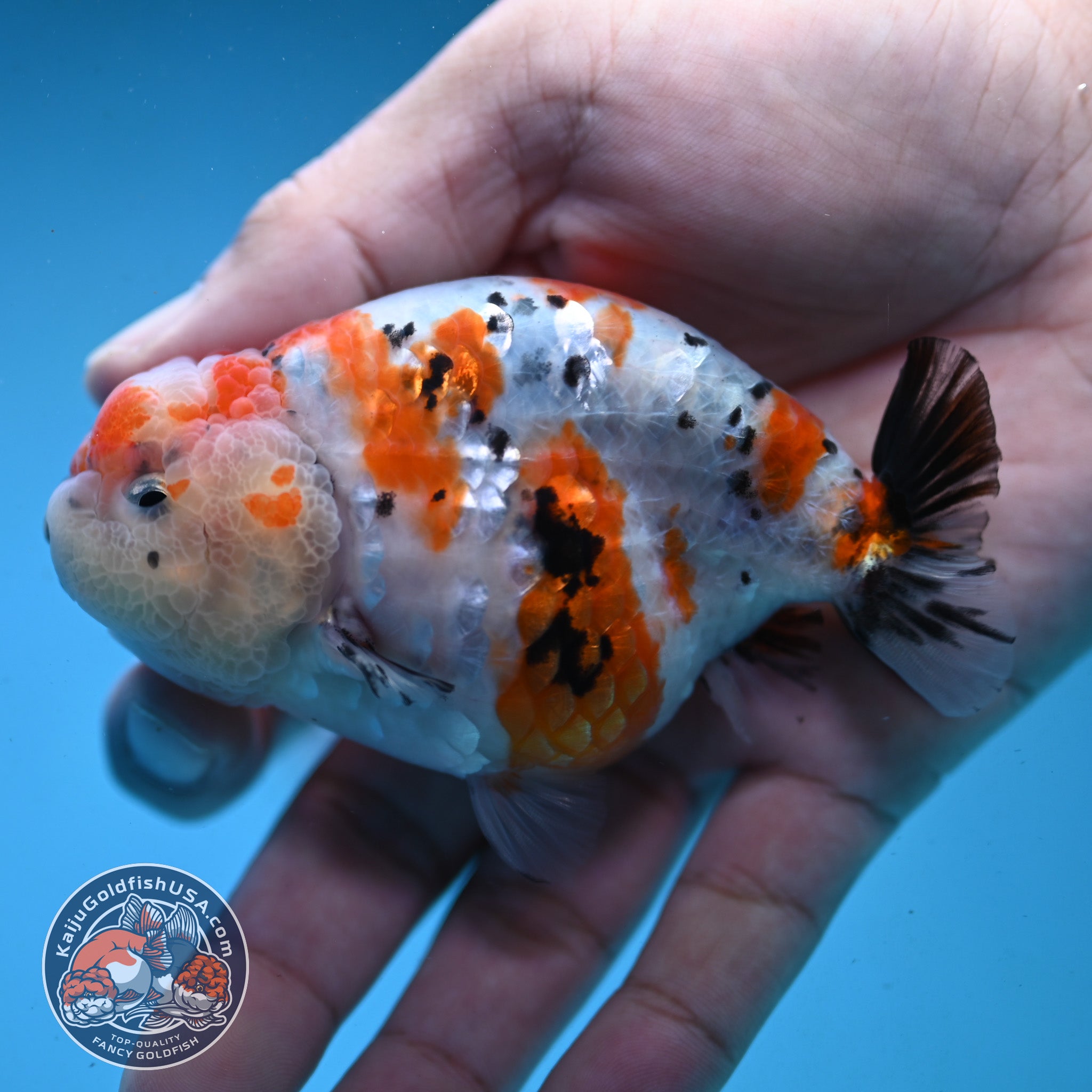 Tricolor Ranchu 3.5 inch Body (251003_RC07) – Kaiju Goldfish USA