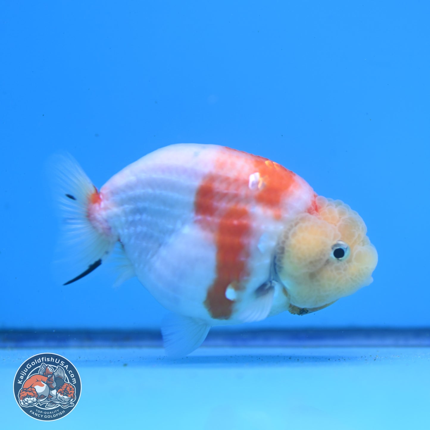 Tricolor Sakura Ranchu 3.5in Body (240823_OR07) - Kaiju Goldfish USA