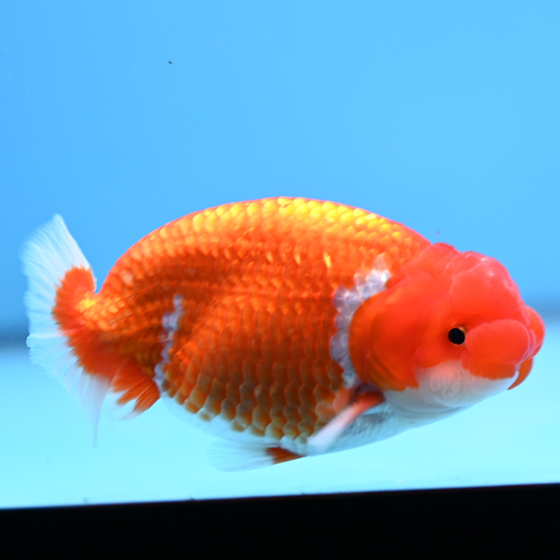 Red White Buffalo Ranchu 4in Body (240704_RC07) - Kaiju Goldfish USA