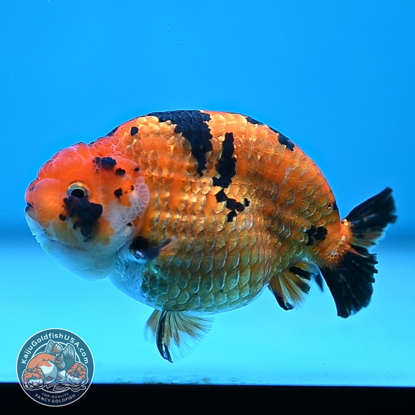 Tiger Ranchu 4.25 inches Body (250502_RC07)