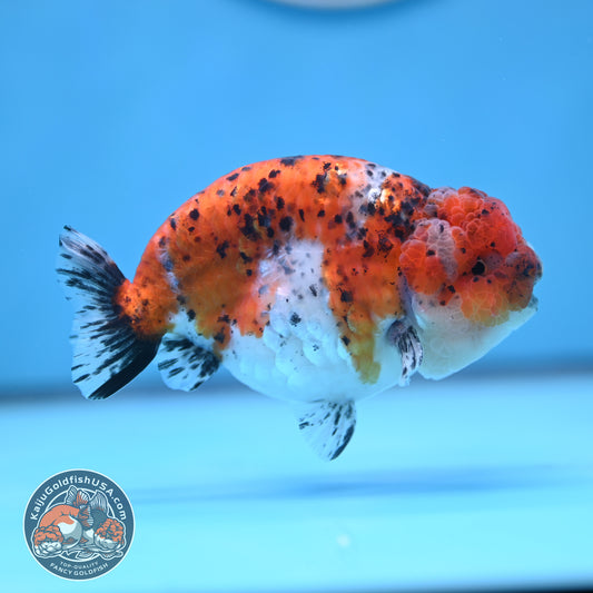 Calico Ranchu 4.5 inches Body (250509_RC07)