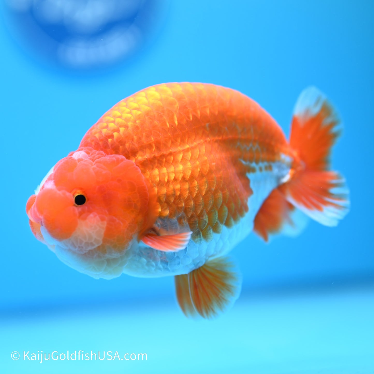 Jade Seal Red White Buffalo Ranchu 5 inches (240517_RC07) - Kaiju Goldfish USA