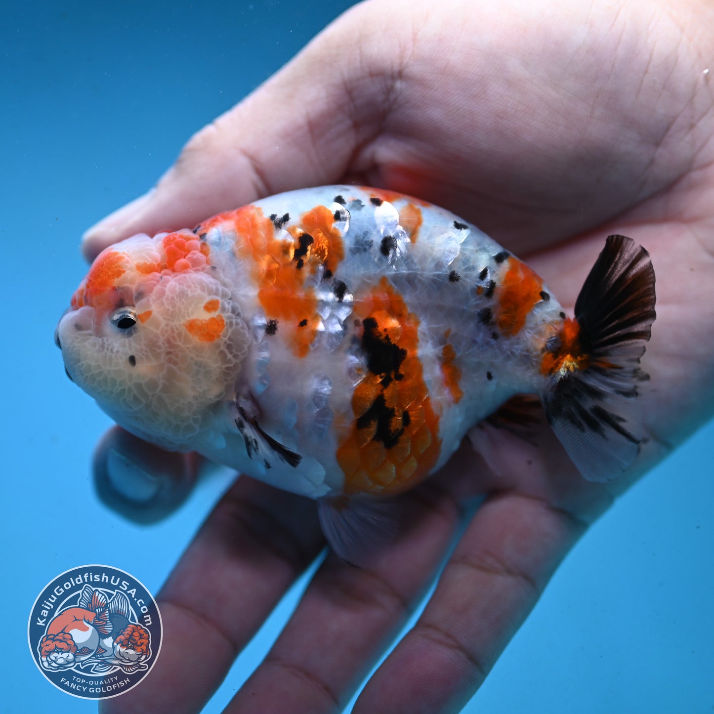 Tricolor Ranchu 3.5 inch Body (251003_RC07)