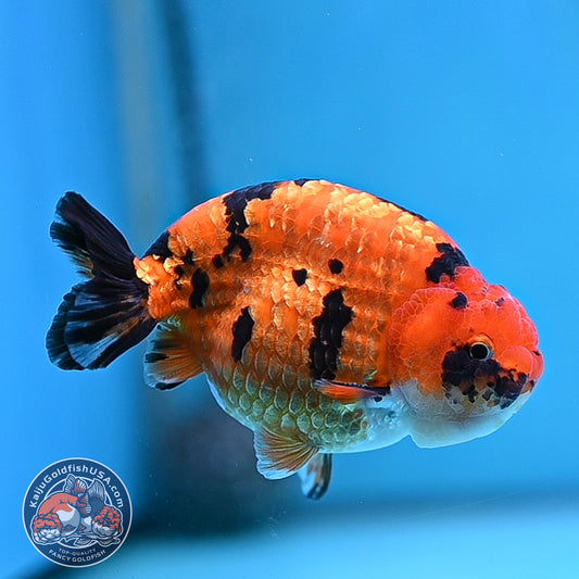 Tiger Ranchu 4.25 inches Body (250502_RC07)