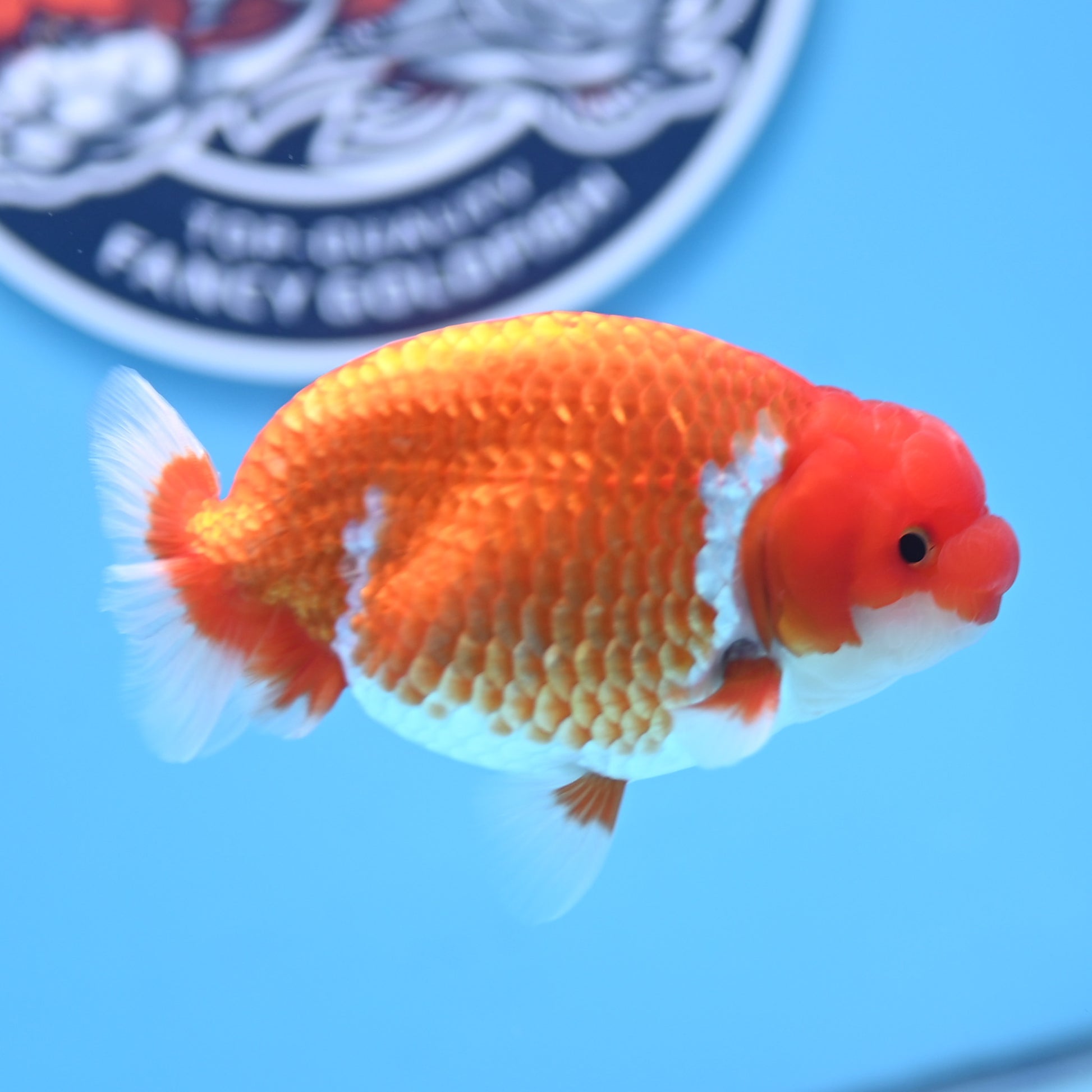 Red White Buffalo Ranchu 4in Body (240704_RC07) - Kaiju Goldfish USA