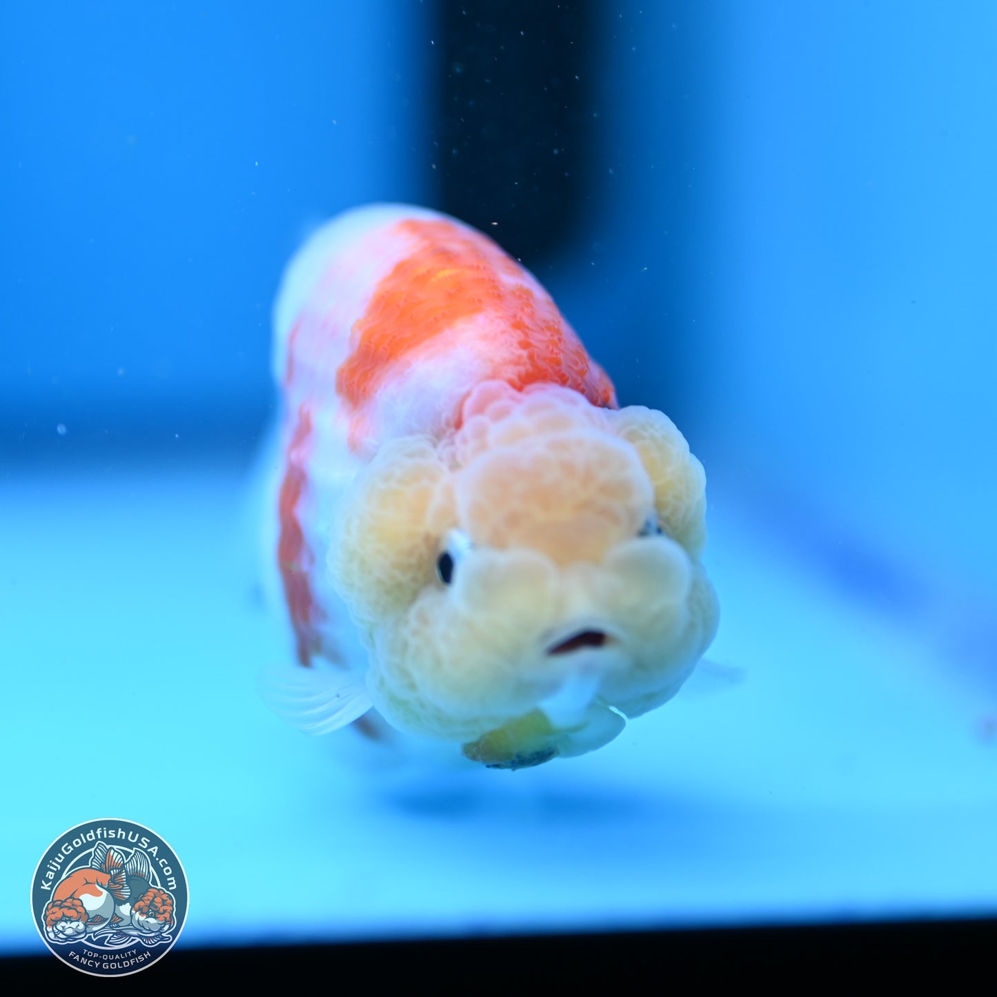 Tricolor Sakura Ranchu 3.5in Body (240823_OR07) - Kaiju Goldfish USA